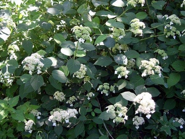 Гортензия пепельная, или серая (Hydrangea cinerea). Фото с сайта dachni-rady.com