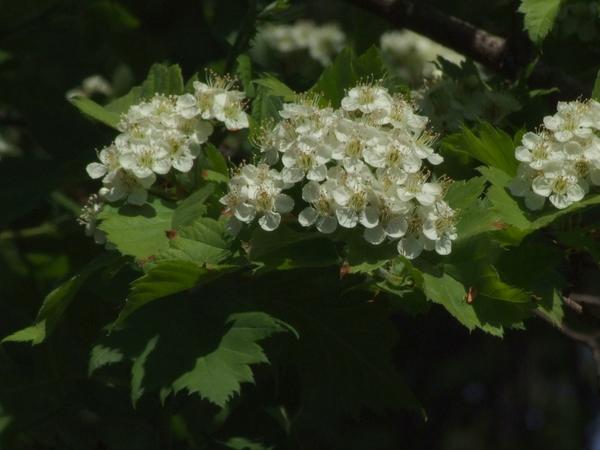 Боя́рышник зелёномясый, или зелёномякотный (лат. Crataegus chlorosarca). Фото: Jerzy Opioła, ru.wikipedia.org