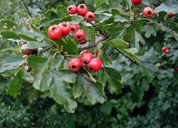 Боярышник однопестичный (Crataegus monogyna). Фото: ru.wikipedia.org