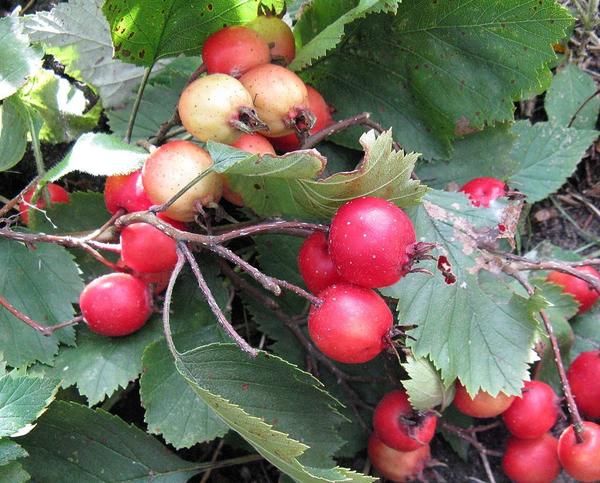 Боярышник мягковатый (Crataegus submollis). Фото: Nadiatalent, ru.wikipedia.org