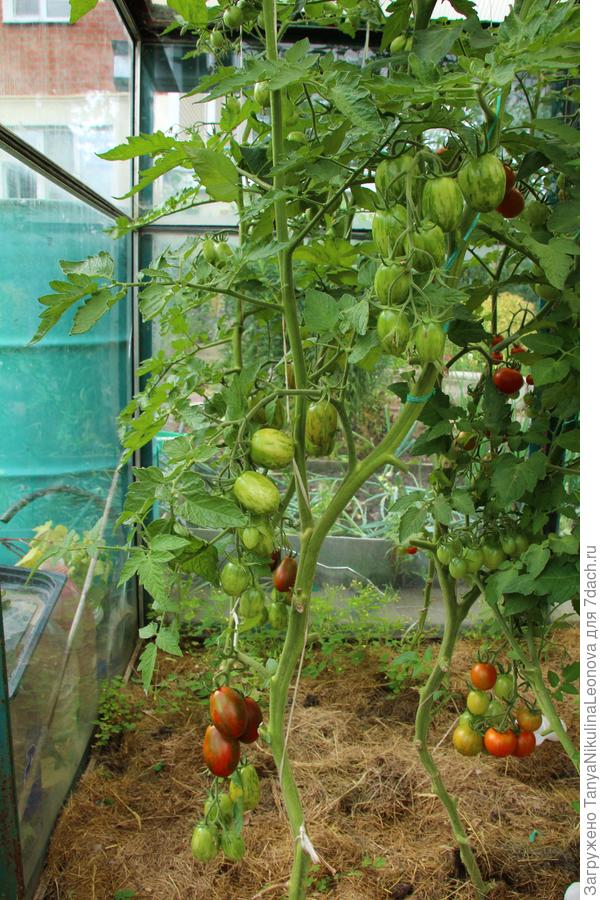 18.07 первый куст