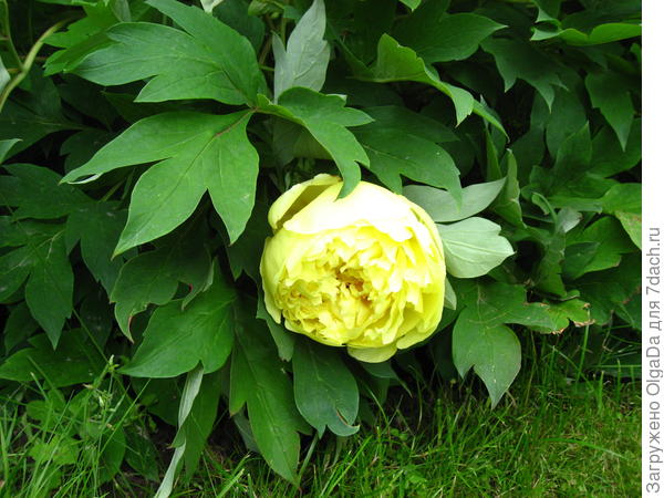 Yellow Crown