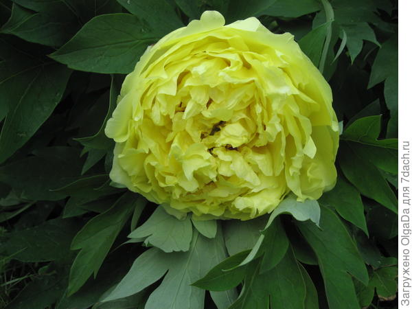 Yellow Crown
