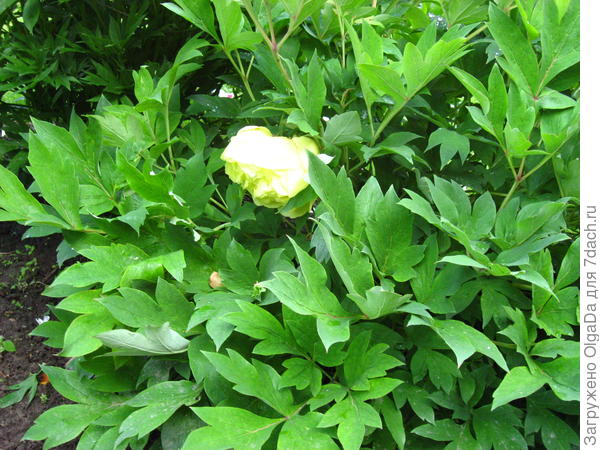 Yellow Crown