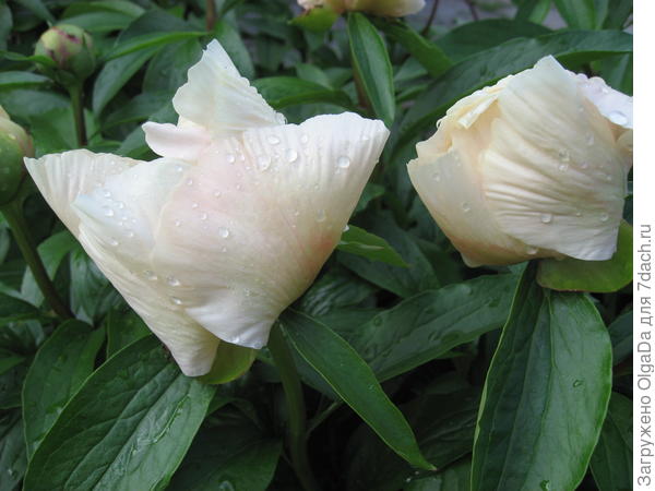 В дождь лепестки цветка складываются
