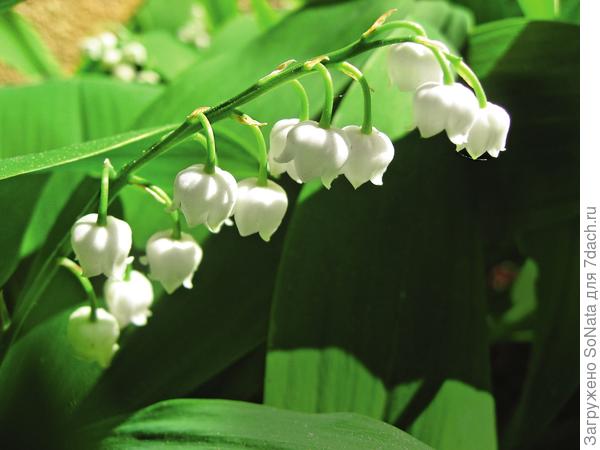 Ландыши Convallaria majalis