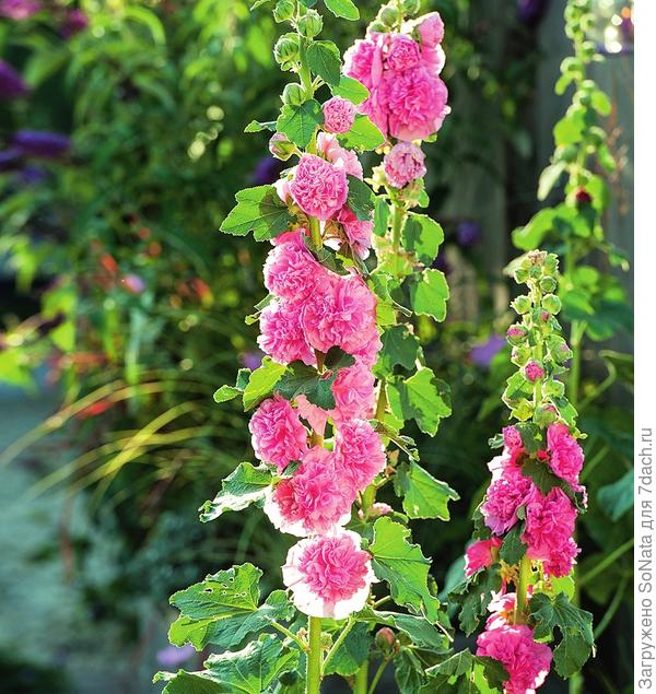 Махровая шток-роза розовая Alcea rosea Pleniflora Chaters