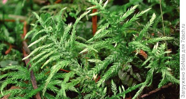 Циррифиллум волосконосный (Cirriphyllum piliferum)