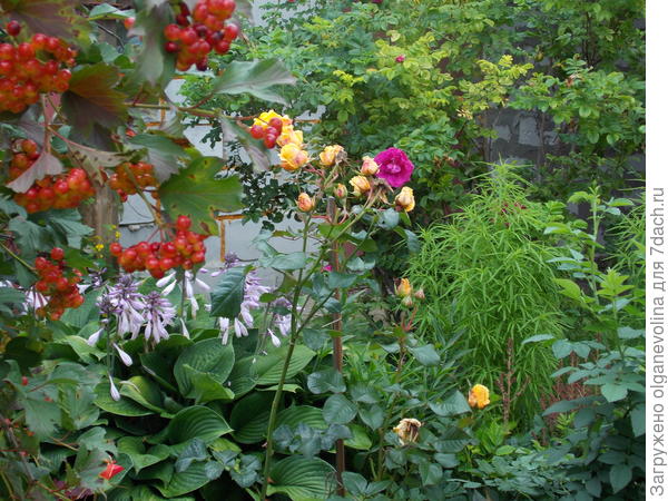 Дружно растут рядом много лет калина и рябина, роза морщинистая и роза парковая.