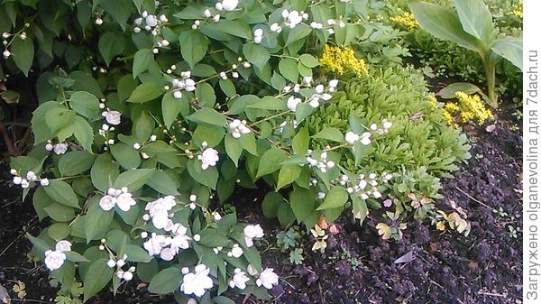 Чубушник долго привыкал к условиям нашего участка, но вот уже 5 леи цветет белоснежными шапками!