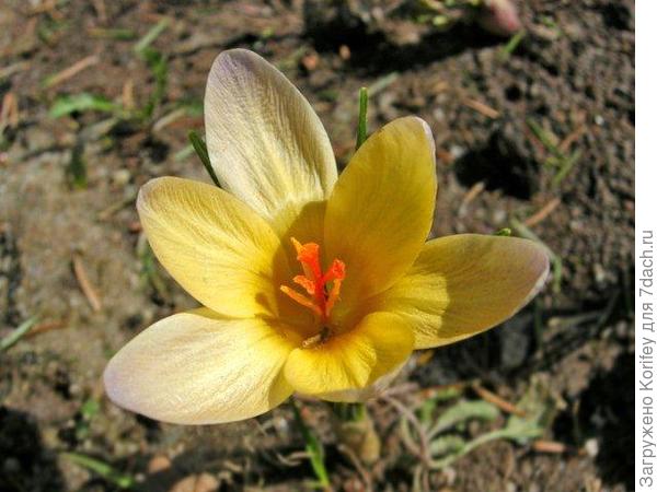 Advance_Crocus chrysantus_DSCN6574_1