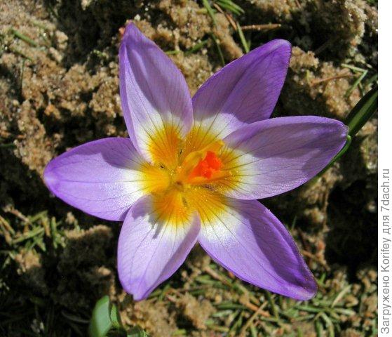 Tricolor_Crocus chrysantus_DSCN6560
