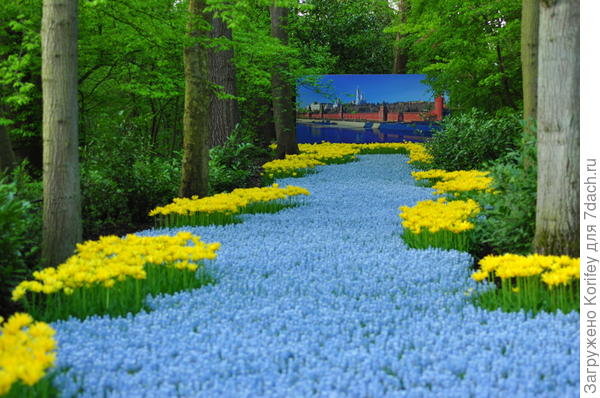 Ocean Magic + Tulip Yellow Spider_DSC_7447