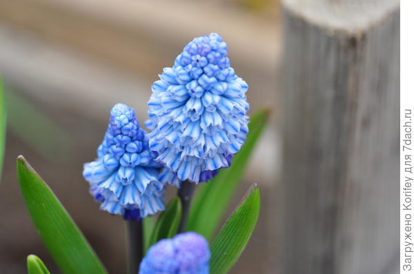 Сорт Azureum