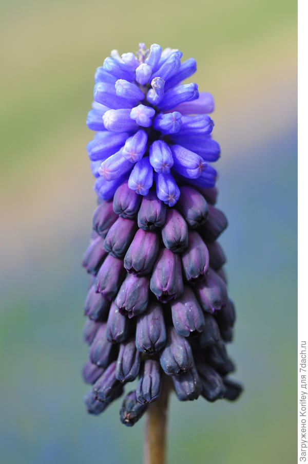 Latifolium