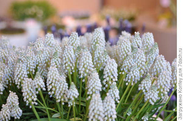 White Magik