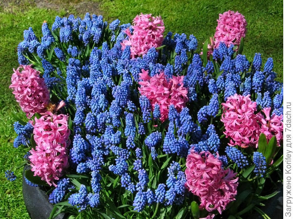 Сорт Amethyst_DSCN2205