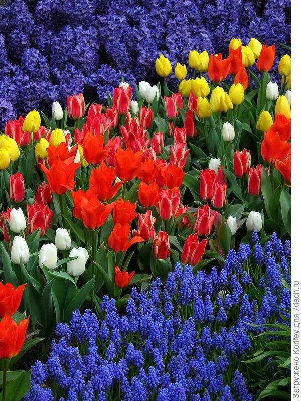 Peter Stuyvesant + Tulips_Fotolia_DSCN7346_2