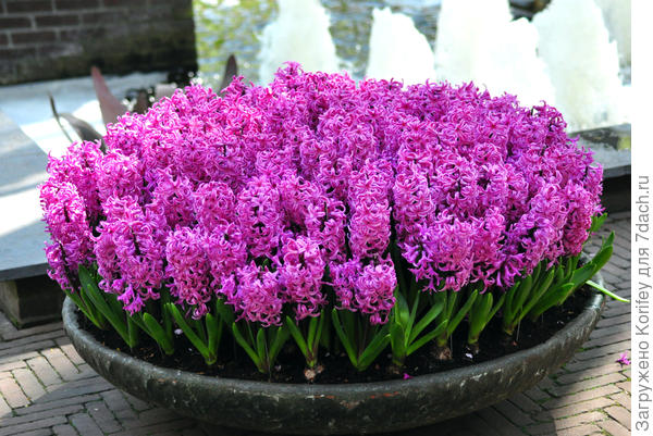 Сорт Purple Sensation_DSC_9785