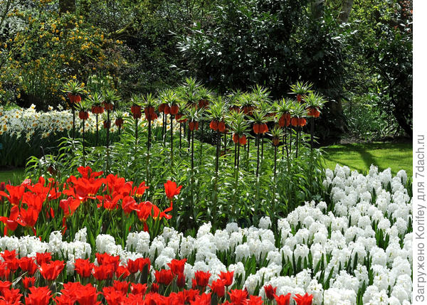 White Pearl_DSC_0058 3