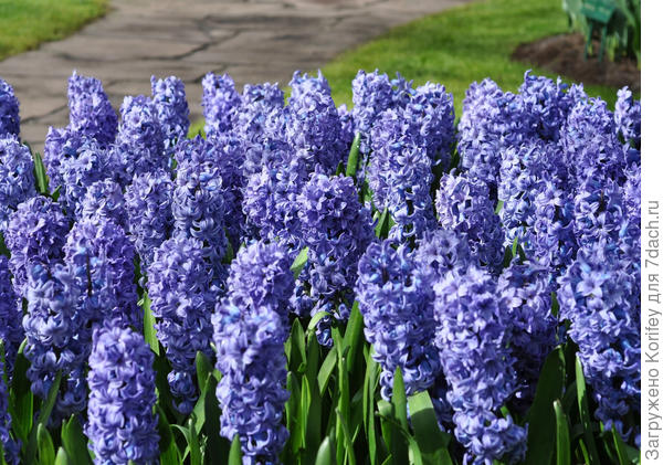 Blue Star_Hyacinth_DT_DSC_0210_7 dach