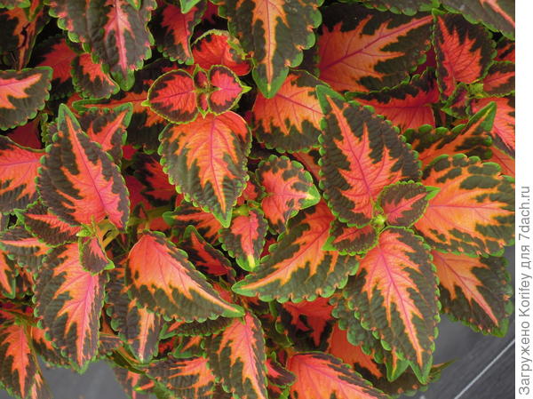 Сорт Wisard Coral Sunrise_DSCN3137