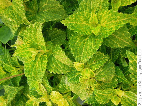 Или лаймовый сорт Electric Lime_DSCN9281