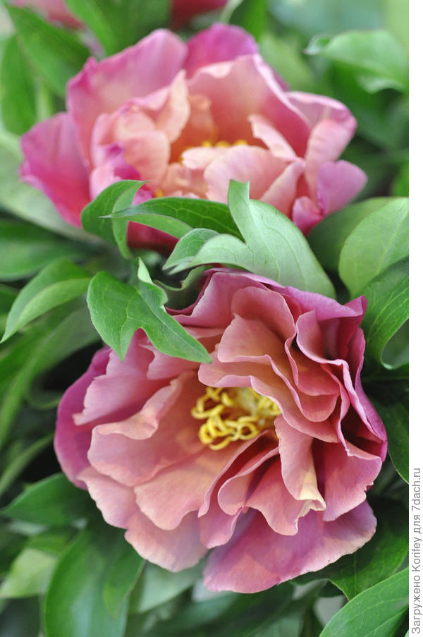 ИТО пион, сорт Rosey Prospect_DSC9216_7 dach