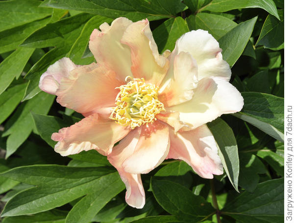 ИТО пион, сеянец № ITOH 202 DSC3087