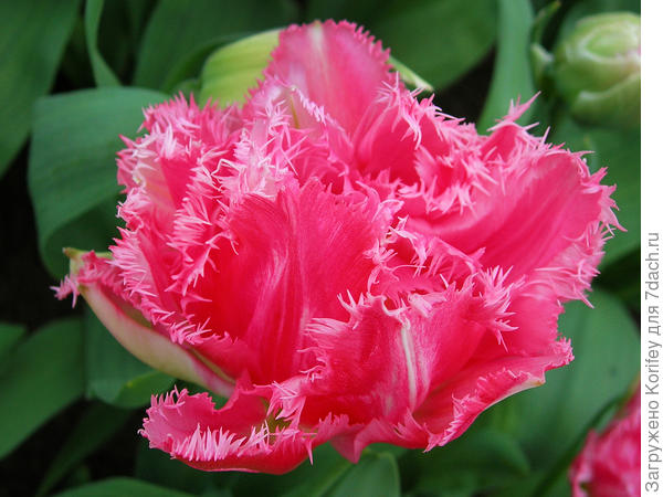 Коралловый сорт Crispion Sweet