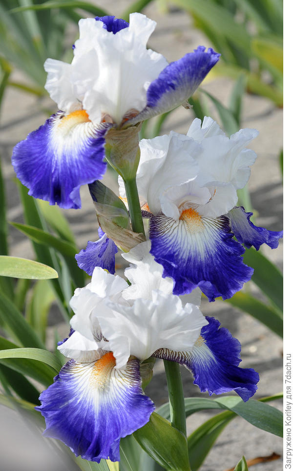 Сорт Ruban Bleu (Ruban Blue), германец, немного выше среднего роста, цветки среднего размера