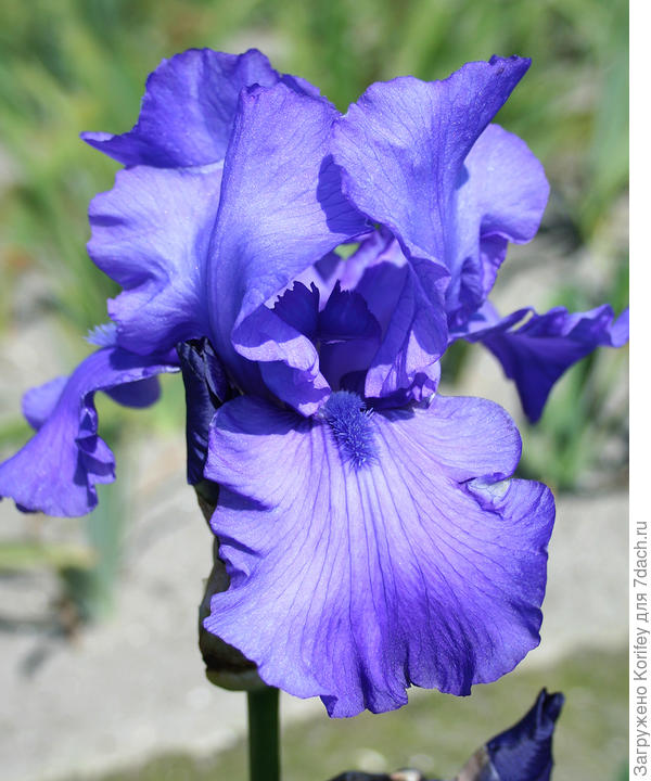 Тоже досточно необычная насыщенная окраска, сорт называется Blue Lister, достаточно высокий, размер цветка - больше среднего