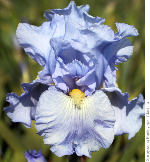 Голубой германец, сорт Babbling Brook, высота выше средней, цветок крупный