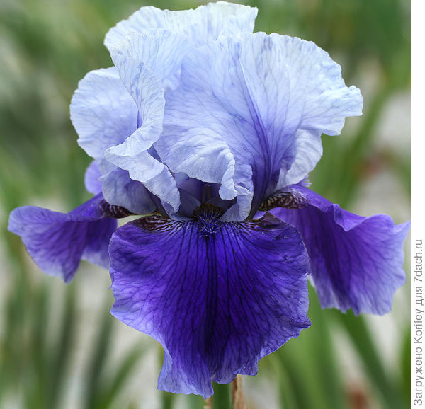 Двухцветный сорт Blushes, средний по высоте, цветки немного крупнее среднего размера