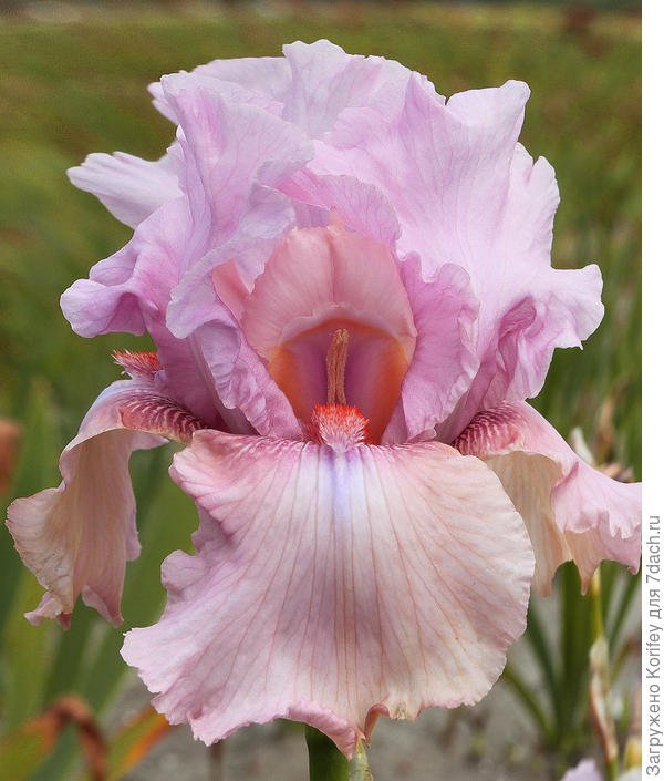 Достаточно редкая для ирисов окраска. Сорт Blushing Pink, выше среднего и примерно средние по величине цветки. Первые цветки обычно крупнее.