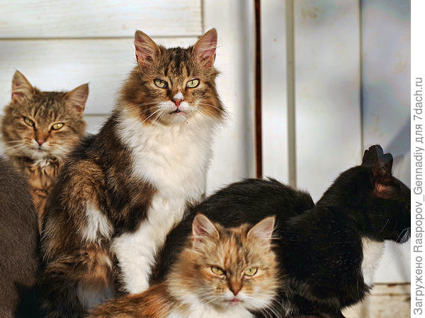 коты