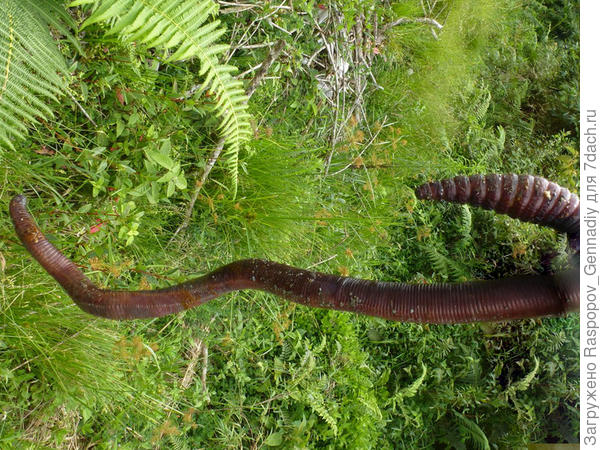 Гигантский червь