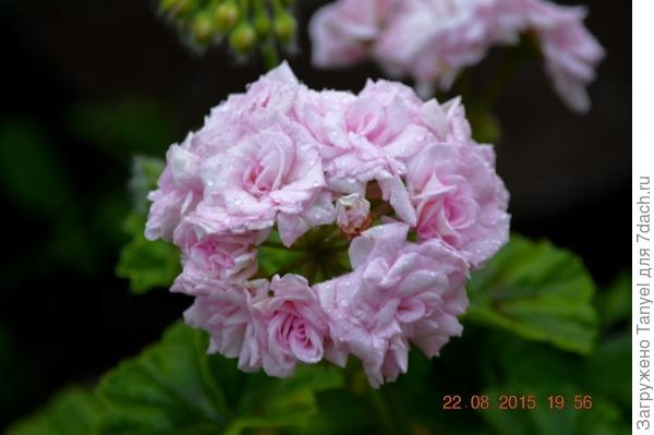 Millfield Rose