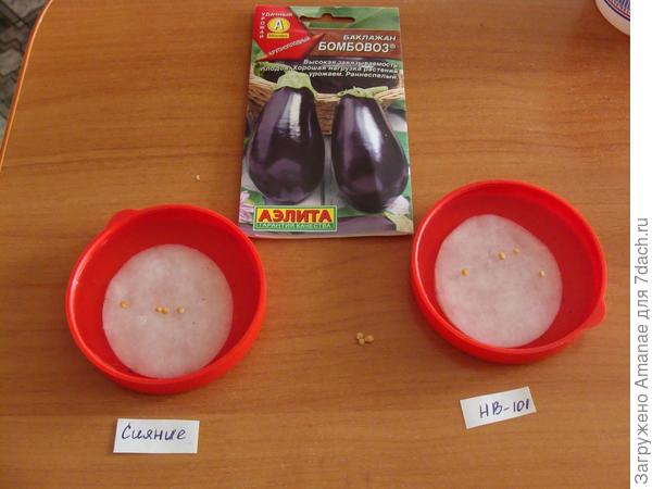 Замачивание семян в НВ 101 и Сияние 2