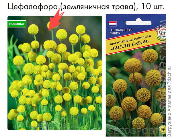 Цефалофлора и краспедия
