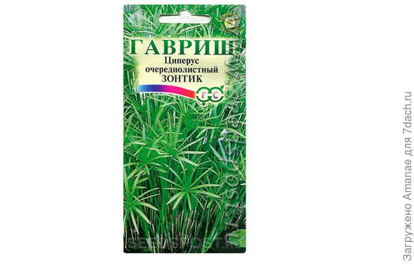 Циперус