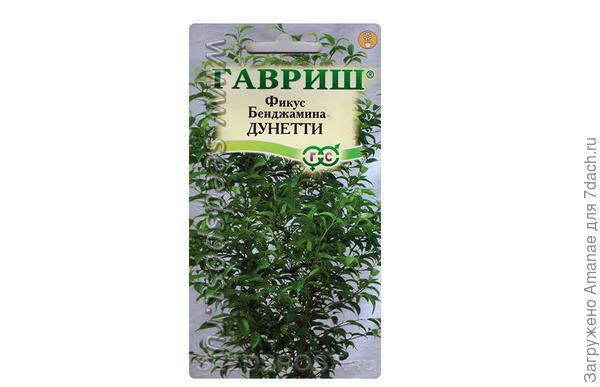 Фикус Бенджамина Дунетти