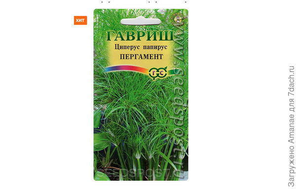 Циперус папирус