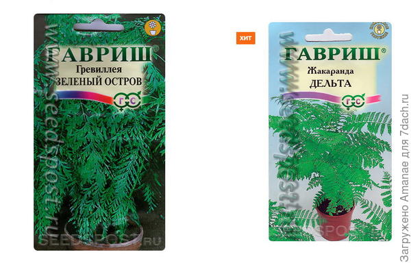 Драцена