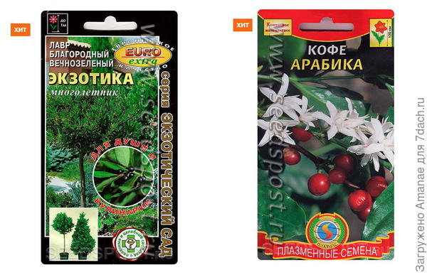 Кипарис требует стратификации