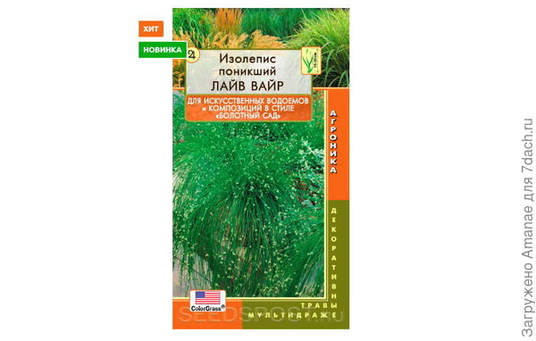 Изолепсис
