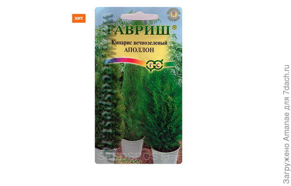 кипарис