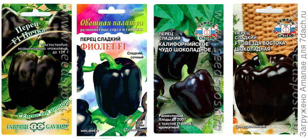 Шоколадный красавец, черный конь
