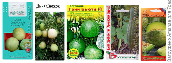 Завязь арбузика на шпалере