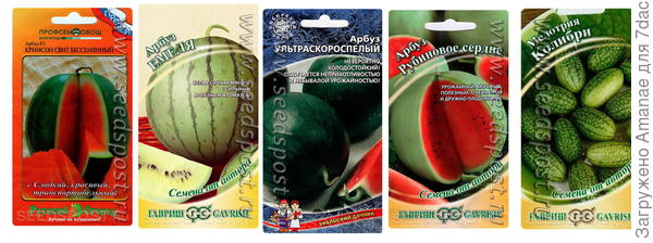 Из арбузиков получается экзотическая сладко-соленая закуска